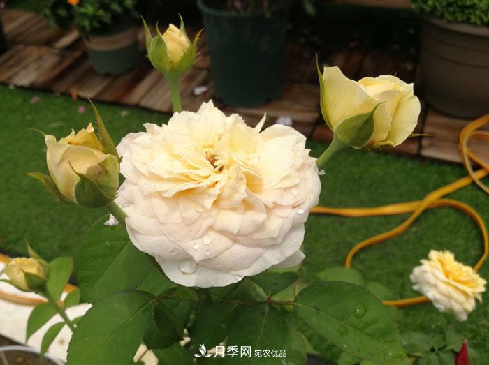 朱麗葉（Juliet）月季——值得養(yǎng)護的切花月季品種(圖3)