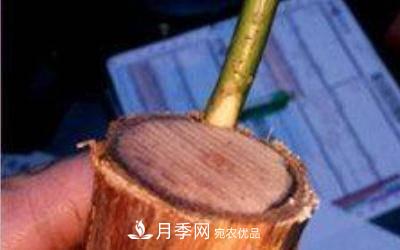 月季嫁接多久算成活？(圖2)