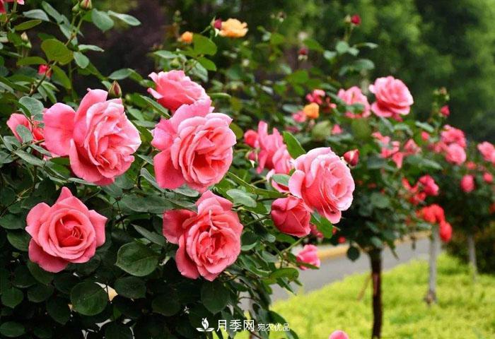 中國(guó)各城市市花大集合！月季是51個(gè)城市市花具首位(圖4)