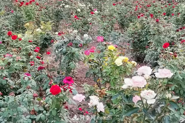 唐山惠豐湖這片月季花海太驚艷，太美了(圖4)