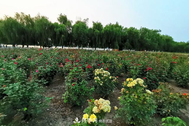 唐山惠豐湖這片月季花海太驚艷，太美了(圖5)