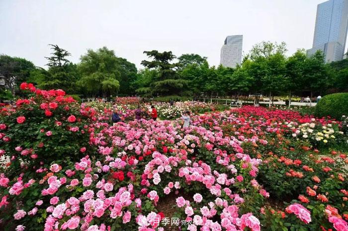 天津不愧是“月季之城”！天津月季美景刷爆朋友圈！(圖1)