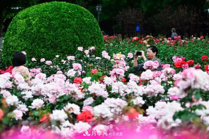 天津不愧是“月季之城”！天津月季美景刷爆朋友圈！(圖3)