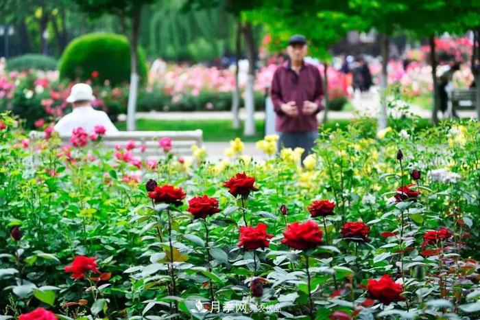天津不愧是“月季之城”！天津月季美景刷爆朋友圈！(圖4)