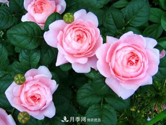 春季歐月月季育苗需要注意的什么？(圖1)