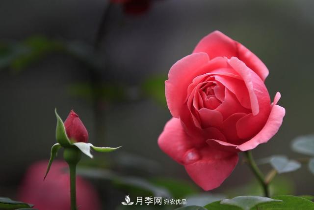 老齡月季更新如何修剪和保護(hù)芽？(圖1)