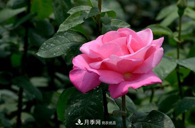 月季換盆知識干貨，快收藏(圖1)