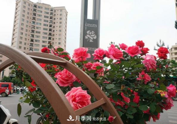 昆明將新增月季大道、櫻花大道，未來打卡地就在西山區(qū)(圖1)