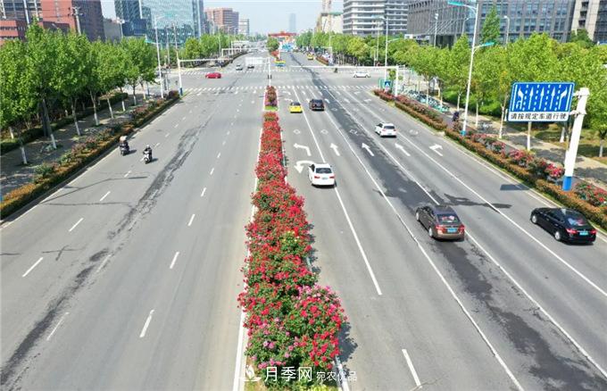 合肥高新區(qū)月季大道華麗亮相，你打卡了嗎？(圖1)
