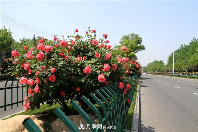 合肥高新區(qū)月季大道華麗亮相，你打卡了嗎？(圖3)