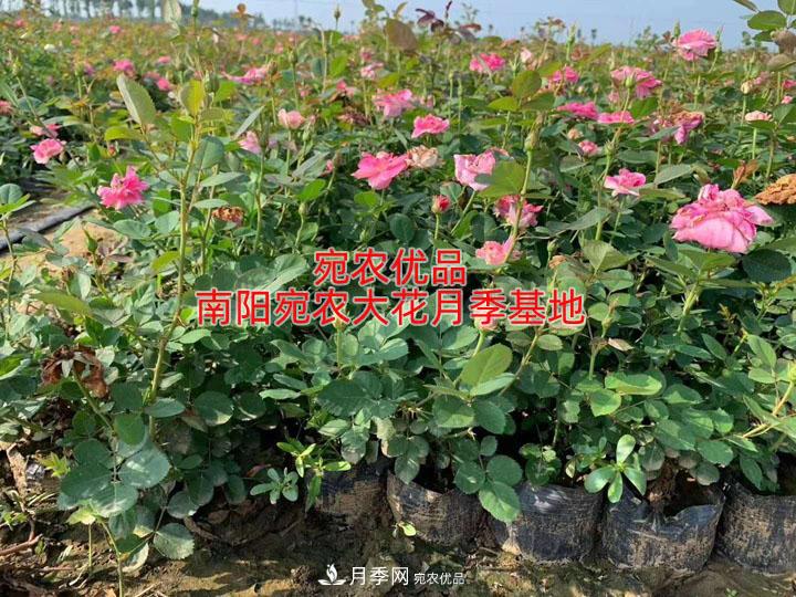 新買的月季養(yǎng)護六部曲(圖1)