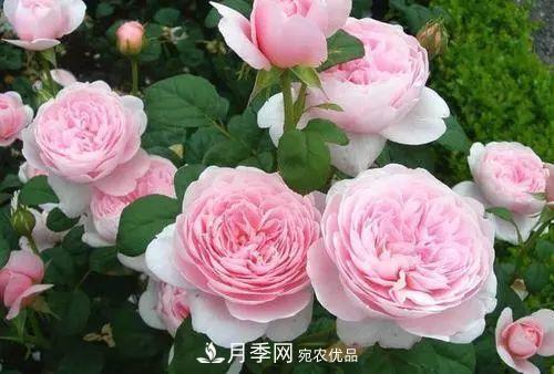 月季品種多，各種特性都不同，幾種典型好養(yǎng)的月季(圖2)