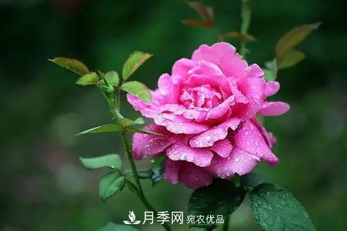 月季品種多，各種特性都不同，幾種典型好養(yǎng)的月季(圖1)