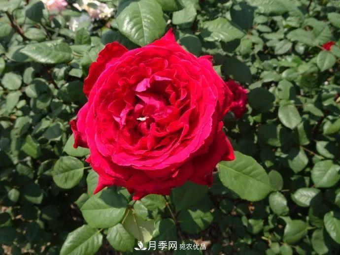 月季夫人蔣恩鈿，是她把月季花種到了人民大會堂(圖8)