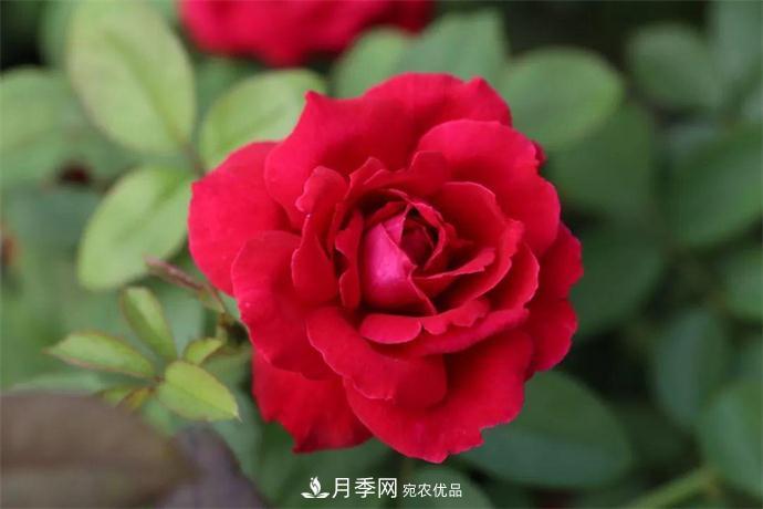 月季夫人蔣恩鈿，是她把月季花種到了人民大會堂(圖1)