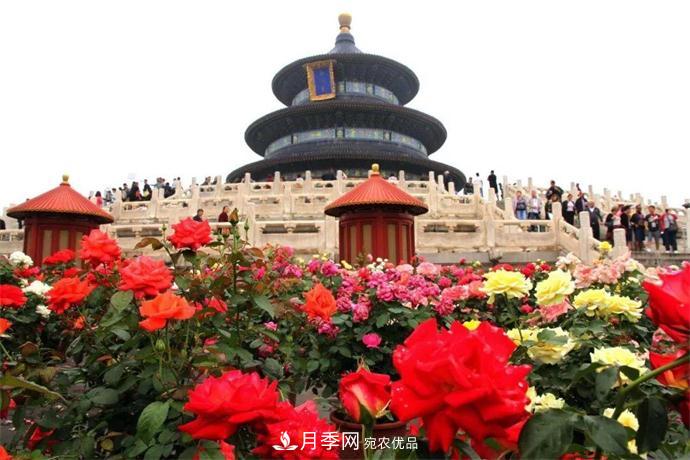 月季夫人蔣恩鈿，是她把月季花種到了人民大會堂(圖6)
