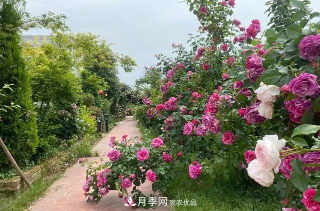 月季爆紅朋友圈！浙江這個80后男人擁有自己的夢幻花園(圖1)