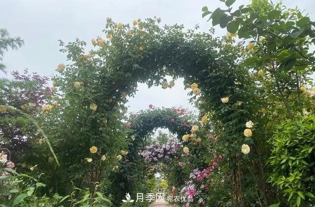 月季爆紅朋友圈！浙江這個80后男人擁有自己的夢幻花園(圖2)