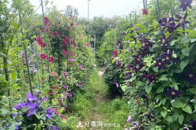 月季爆紅朋友圈！浙江這個80后男人擁有自己的夢幻花園(圖11)