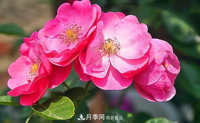 藤本月季有哪些好品種？我推薦這5個(gè)品種(圖1)