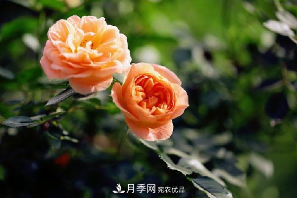 藤本月季有哪些好品種？我推薦這5個(gè)品種(圖2)