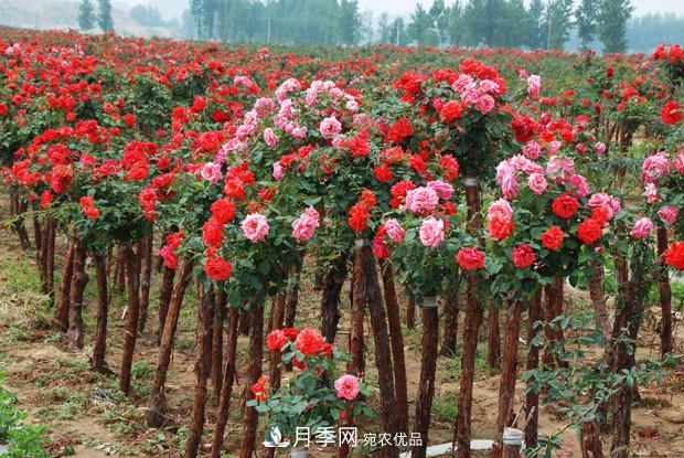 南陽樹狀月季在綠化中的用途(圖4)