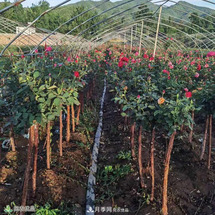 3公分月季樹批發(fā)價格多少，樹狀月季基地新報價(圖4)