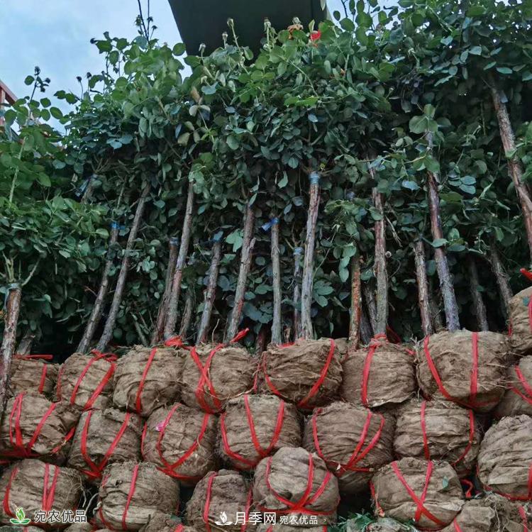 3公分月季樹批發(fā)價格多少，樹狀月季基地新報價(圖5)