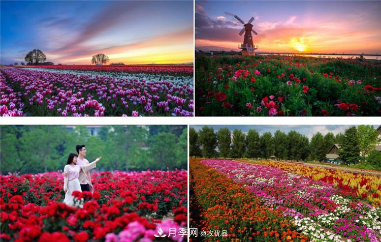 被稱京南最美花園 河北滄州肅寧國際月季博覽園大觀(圖1)