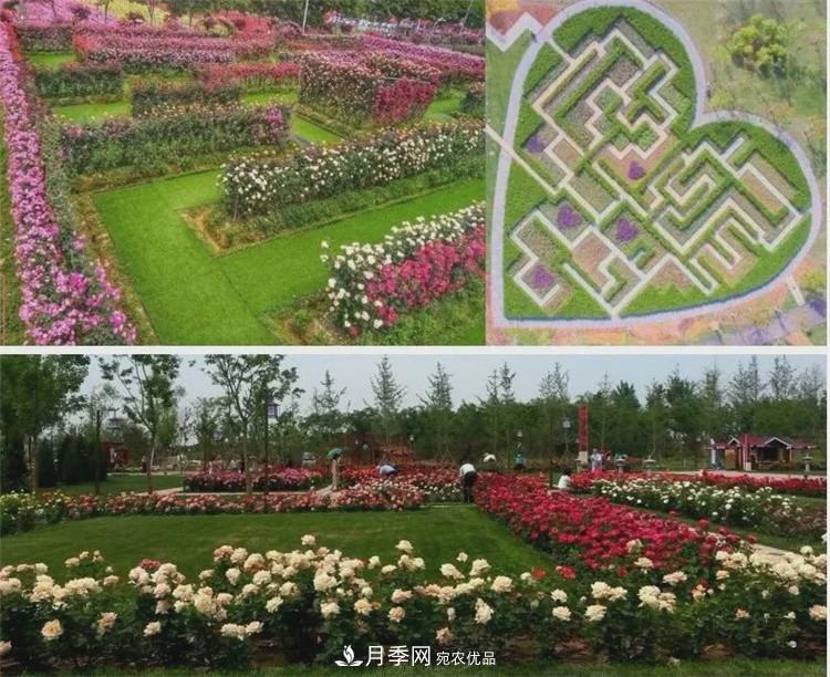 被稱京南最美花園 河北滄州肅寧國際月季博覽園大觀(圖3)