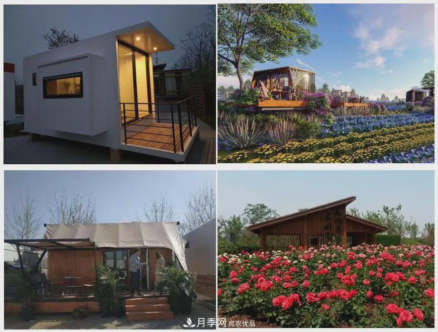 被稱京南最美花園 河北滄州肅寧國際月季博覽園大觀(圖9)