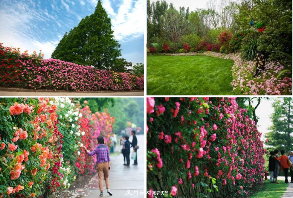 被稱京南最美花園 河北滄州肅寧國際月季博覽園大觀(圖10)
