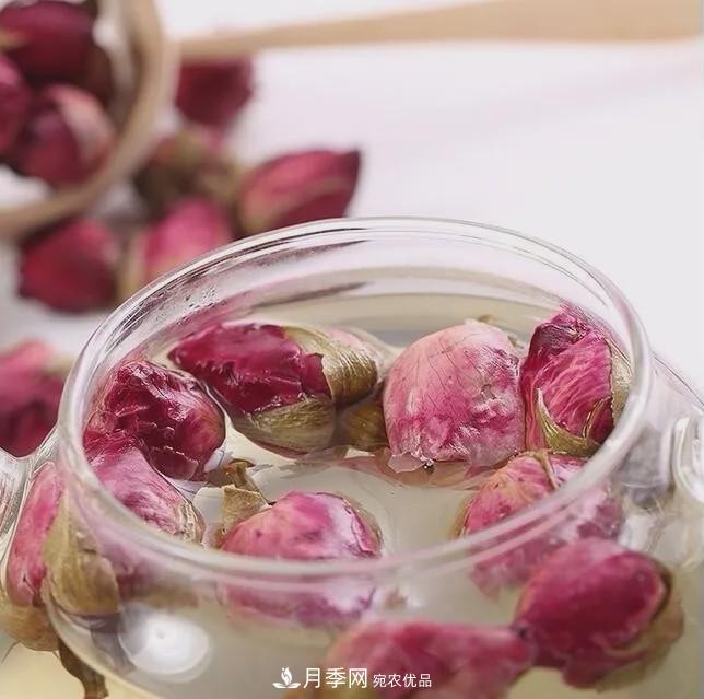 被稱京南最美花園 河北滄州肅寧國際月季博覽園大觀(圖12)