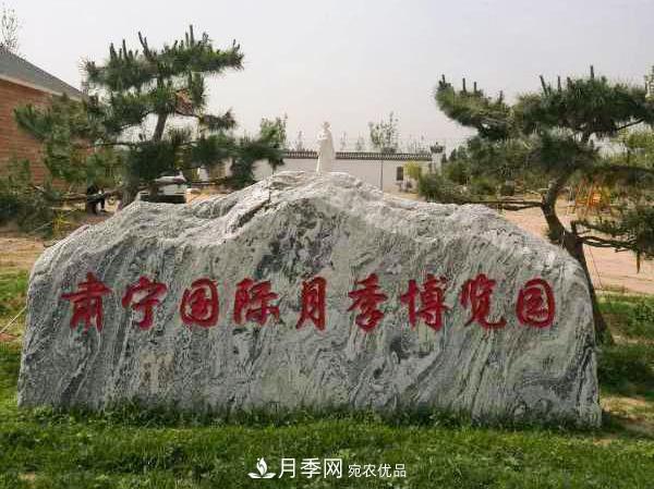 被稱京南最美花園 河北滄州肅寧國際月季博覽園大觀(圖14)