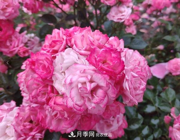 月季“拍了拍”你，關(guān)于月季的歷史文化，你知道多少？(圖1)