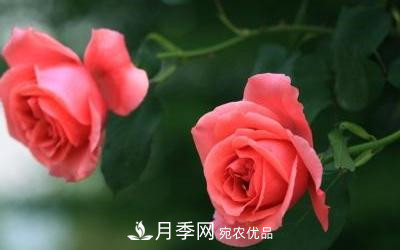 玫瑰和月季哪個好養(yǎng)？(圖3)