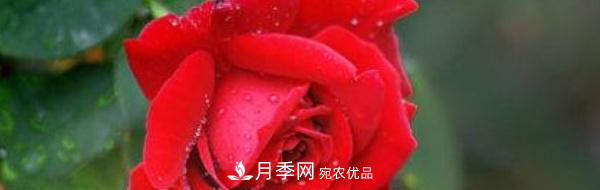 玫瑰和月季哪個好養(yǎng)？(圖1)