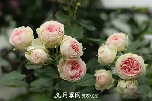 德國科德斯，這家月季育種公司是抗病月季品種制造機(圖5)