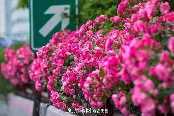 德國科德斯，這家月季育種公司是抗病月季品種制造機(圖2)