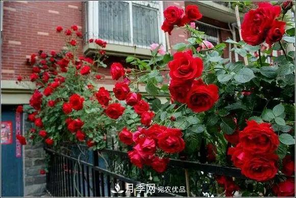 德國科德斯，這家月季育種公司是抗病月季品種制造機(圖4)