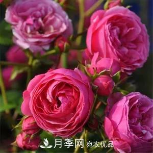 德國科德斯，這家月季育種公司是抗病月季品種制造機(圖1)