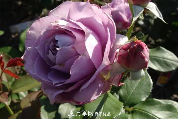 德國科德斯，這家月季育種公司是抗病月季品種制造機(圖3)