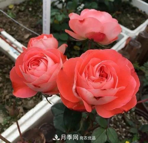 養(yǎng)月季5年，總結(jié)出4種盆栽月季，好看又好看驚艷時(shí)光(圖1)