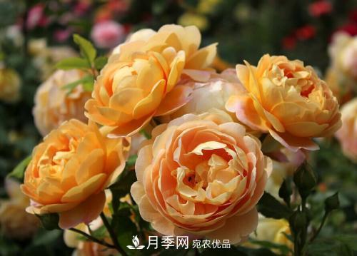 養(yǎng)月季5年，總結(jié)出4種盆栽月季，好看又好看驚艷時(shí)光(圖4)