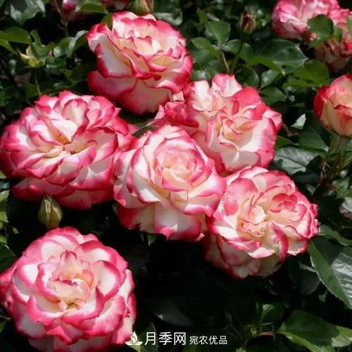 養(yǎng)月季5年，總結(jié)出4種盆栽月季，好看又好看驚艷時(shí)光(圖5)