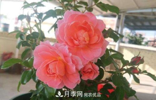 養(yǎng)月季5年，總結(jié)出4種盆栽月季，好看又好看驚艷時(shí)光(圖2)