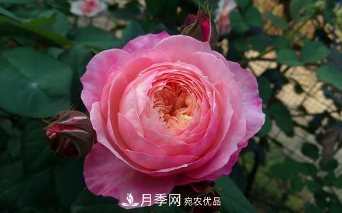 養(yǎng)月季5年，總結(jié)出4種盆栽月季，好看又好看驚艷時(shí)光(圖3)