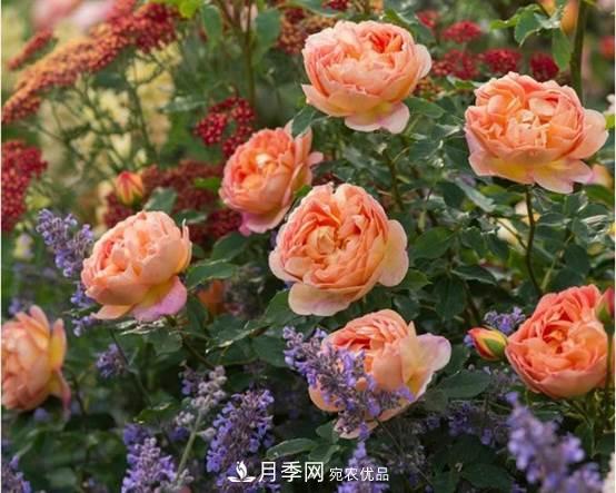 月季品種總結(jié)大全，詳細的月季品種選擇(圖1)