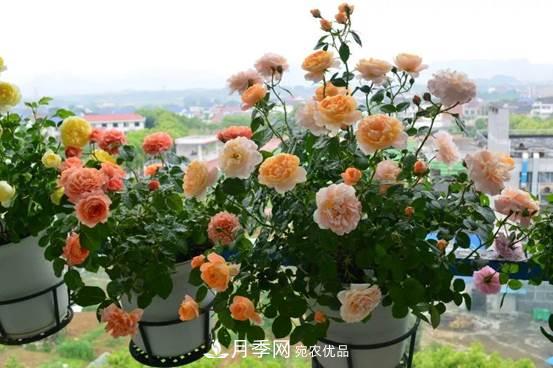 月季品種總結(jié)大全，詳細的月季品種選擇(圖2)