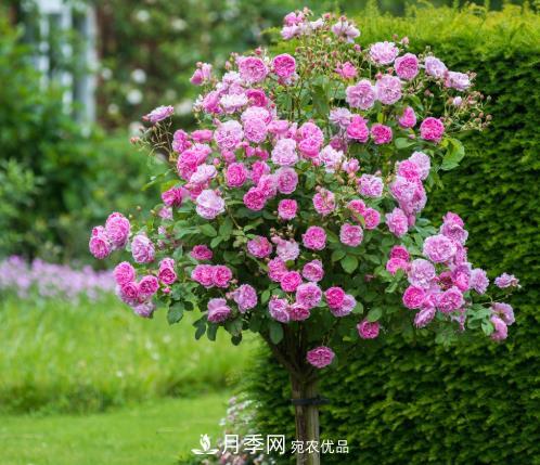 多種選擇，樹狀月季用什么樹做樹樁比較好？(圖4)